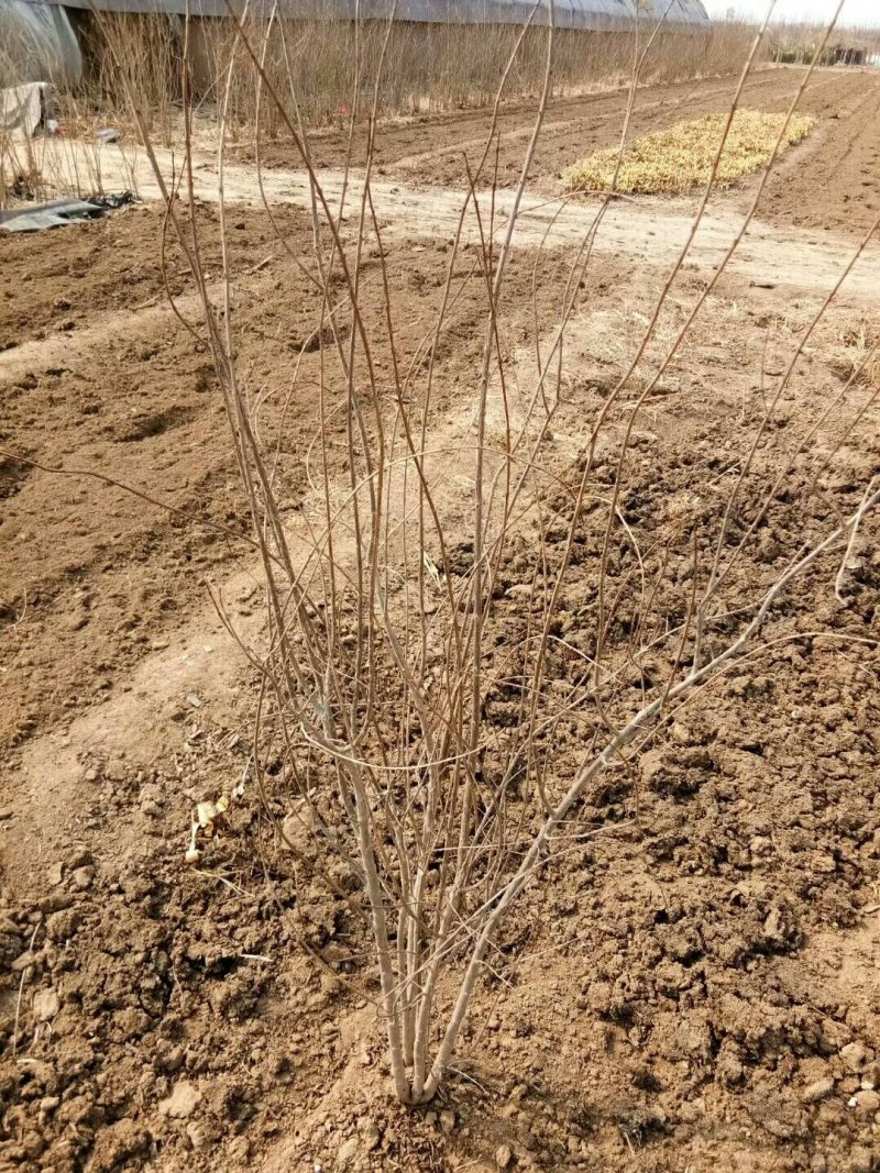 石榴苗一年三年结果嫁接品种耐贫瘠保湿发货