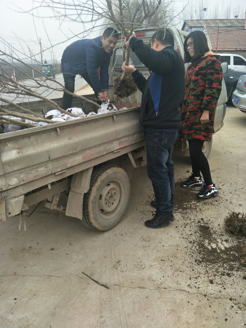 石榴苗一年三年结果嫁接品种耐贫瘠保湿发货