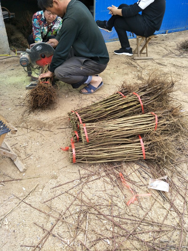 石榴苗一年三年结果嫁接品种耐贫瘠保湿发货