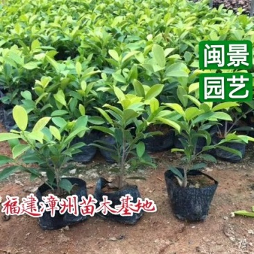 黄金榕小苗高20到30厘米黄金榕球80到2米大球