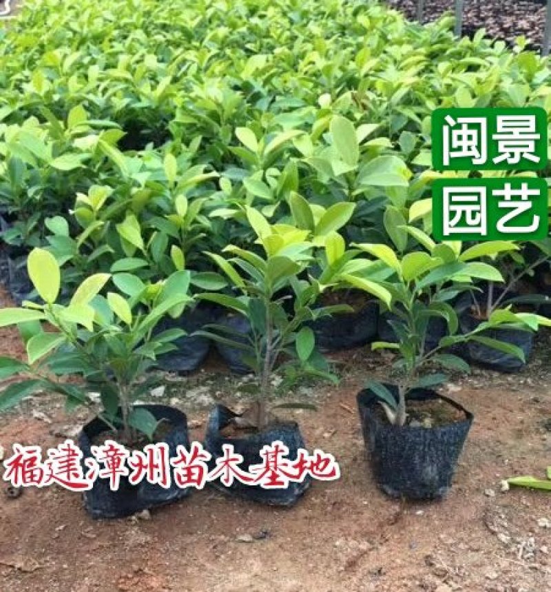 黄金榕小苗高20到30厘米黄金榕球80到2米大球