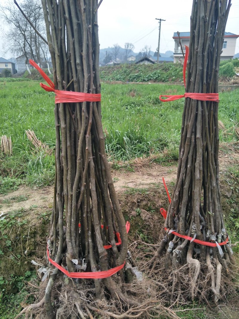 梨树苗黄金梨树苗根系好，0.8cm50~80cm