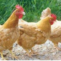 鸡苗活体三黄鸡苗快大黄鸡，包防疫技术跟踪指导