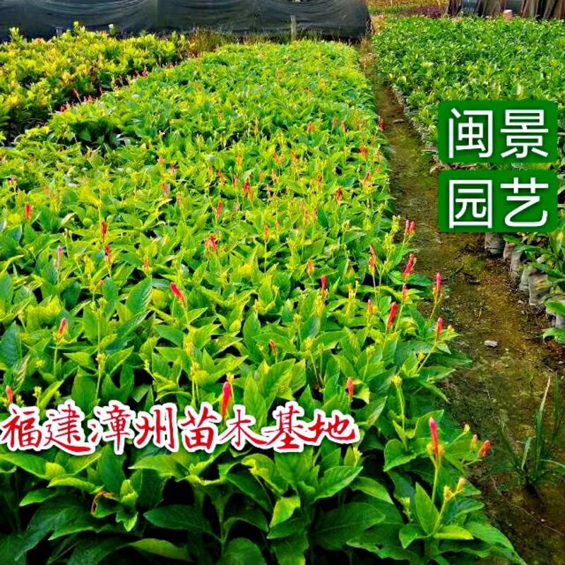 大花芦莉高25福建漳州闽景园艺场
