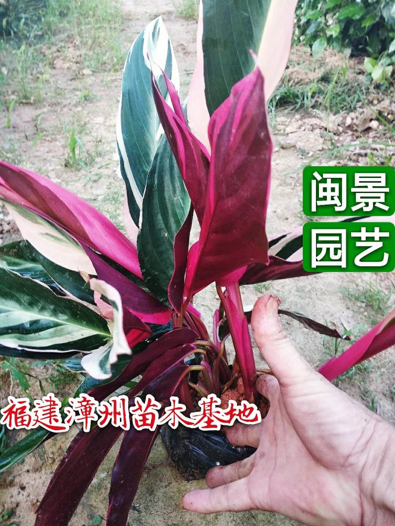 七彩竹芋高45福建漳州闽景园艺场