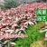 七彩竹芋高45福建漳州闽景园艺场