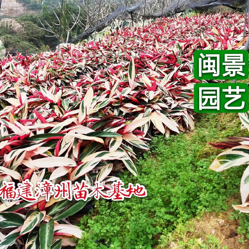 七彩竹芋高45福建漳州闽景园艺场