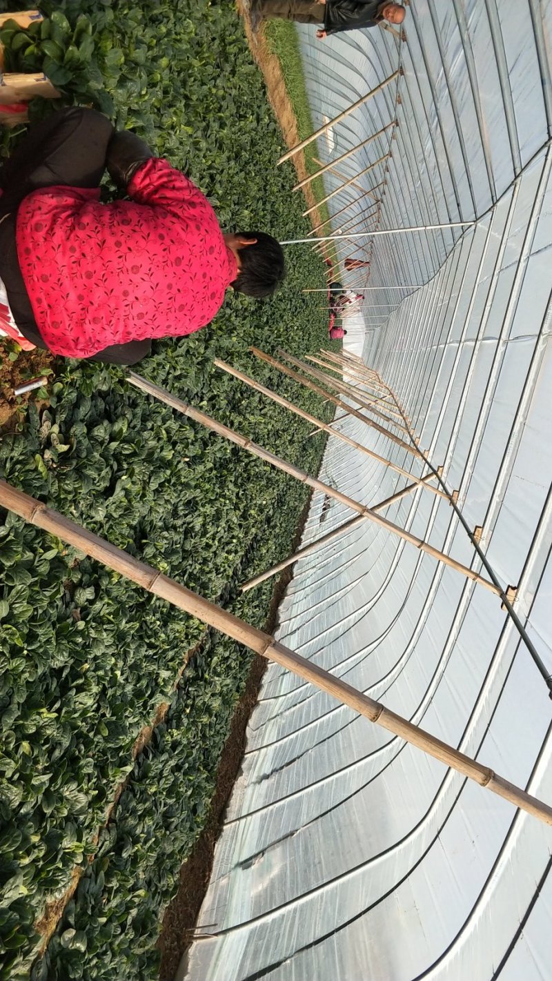菠菜