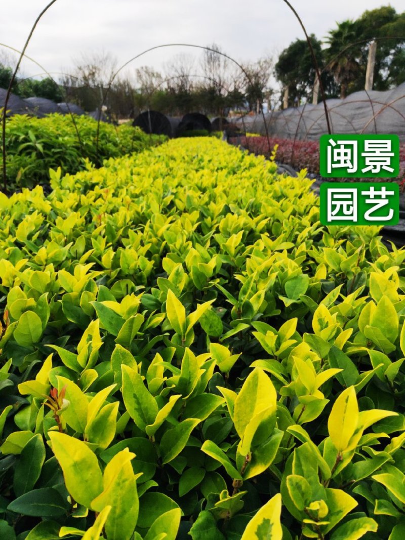 金森女贞高15-30厘米福建漳州苗木基地