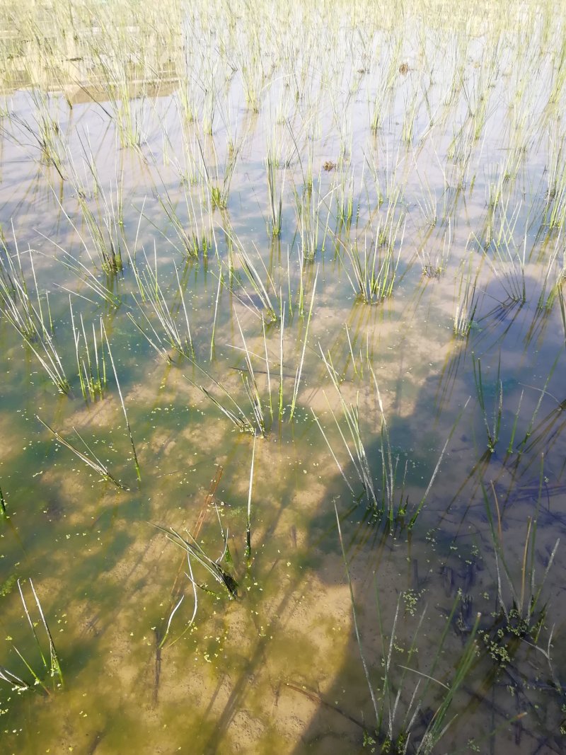 全国最大万亩灯心草基地.