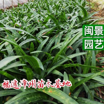 蜘蛛兰高30福建漳州闽景园艺场