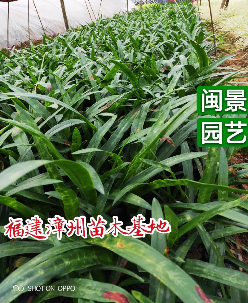 蜘蛛兰高30福建漳州闽景园艺场