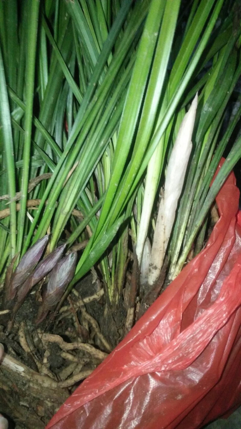 野生春兰