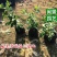 银边假连翘高20到30福建苗木基地批发