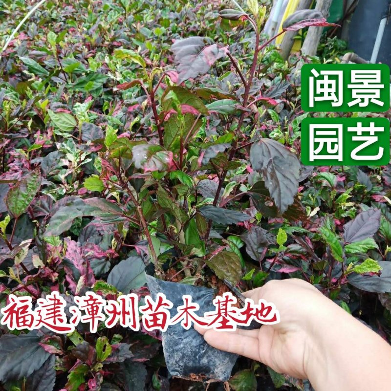 扶桑(朱槿)彩叶扶桑福建漳州闽景园艺场
