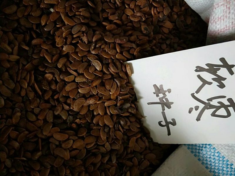 新疆野苹果种子