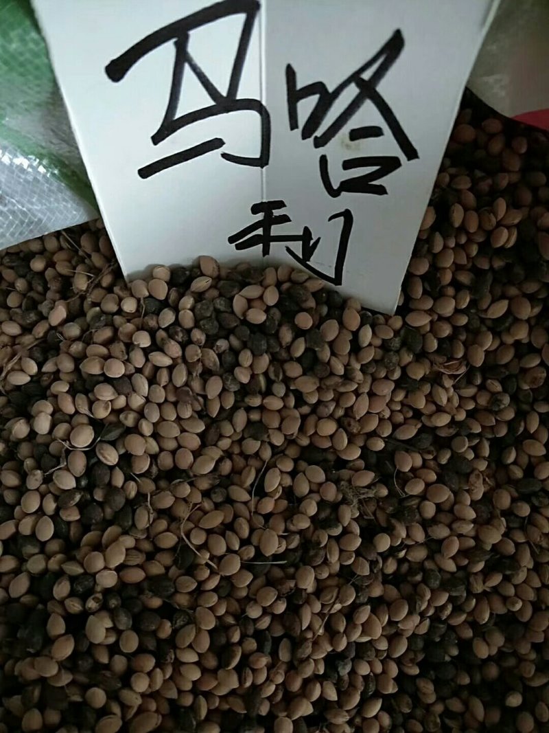 新疆野苹果种子