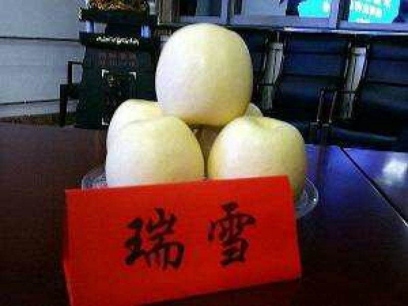 瑞雪，瑞阳苹果苗