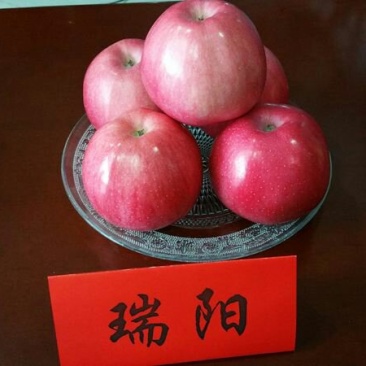 瑞雪，瑞阳苹果苗