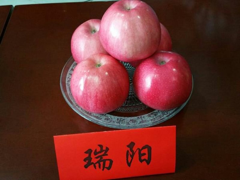 瑞雪，瑞阳苹果苗