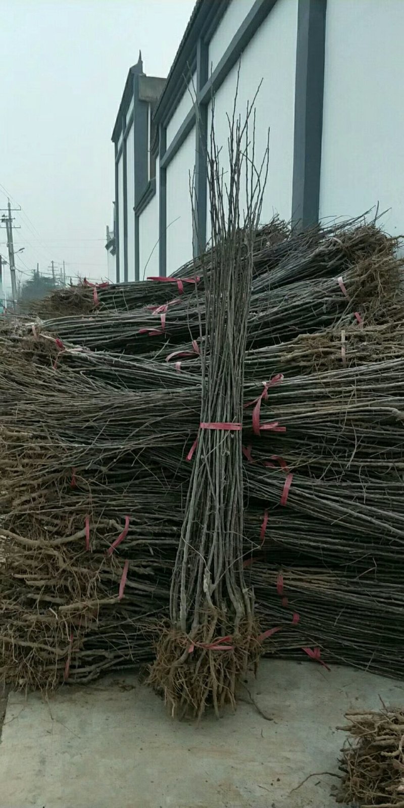 瑞雪，瑞阳苹果苗