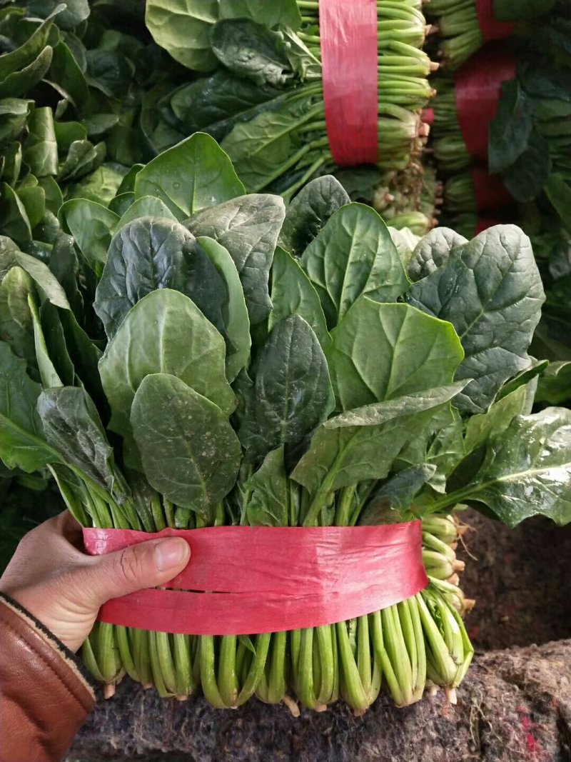 精品大叶菠菜