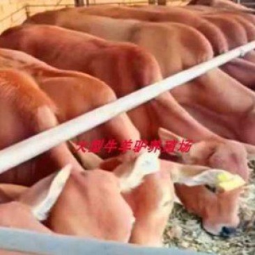 厂家直销优质肉牛200-300斤保质保量包运输
