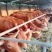 肉牛三元杂交牛10头起免费运输包活包技术办正规检疫证