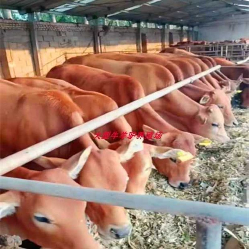 肉牛三元杂交牛10头起免费运输包活包技术办正规检疫证