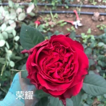 红玫瑰种苗，十公分高，品种很多，一年四季开花，保证正品