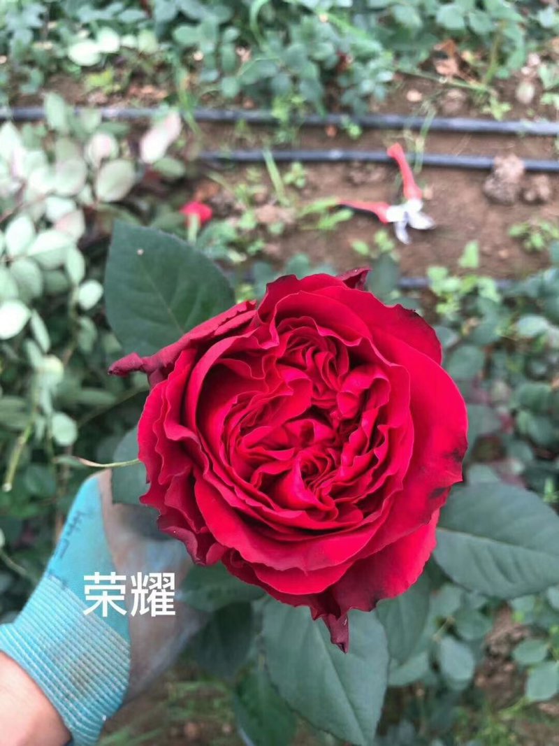 红玫瑰种苗，十公分高，品种很多，一年四季开花，保证正品