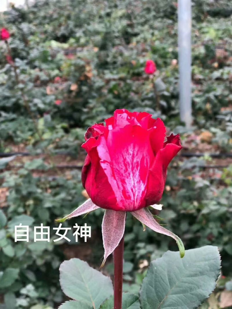 红玫瑰种苗，十公分高，品种很多，一年四季开花，保证正品