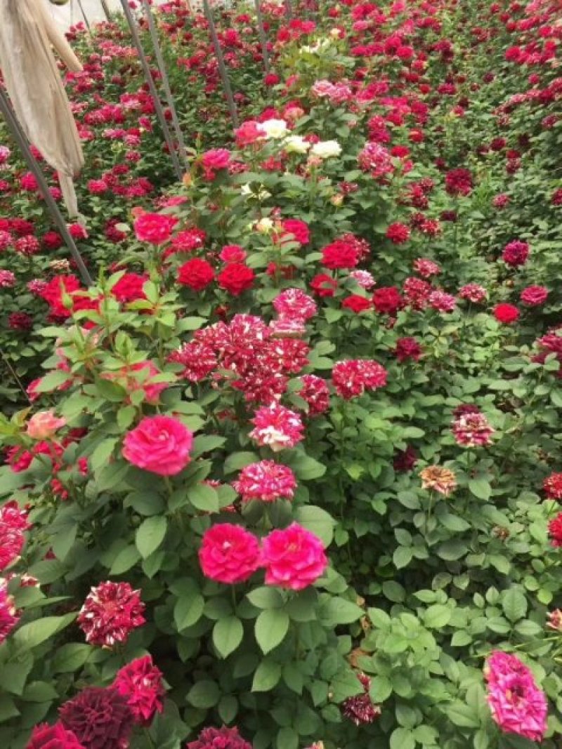 丰花月季，多头泡泡种苗。高10公分左右，颜色齐全