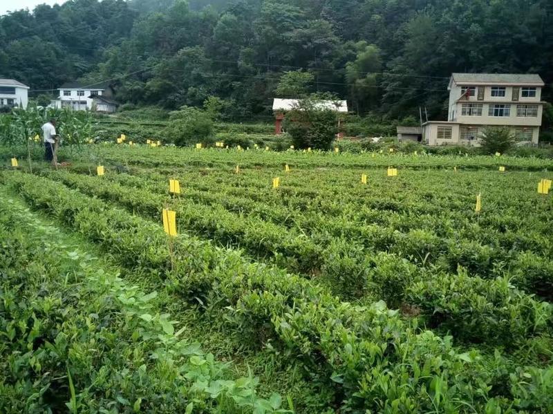 （买百送十）双面黄板果园专用蓝板贴蓟马白粉虱诱虫板粘飞虫