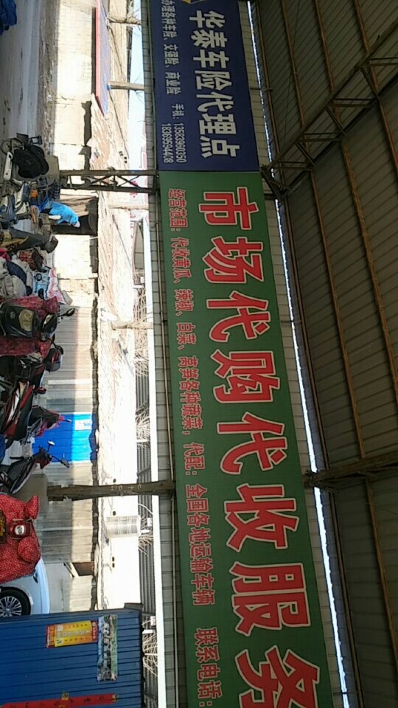 兰陵县温室黄瓜上市中