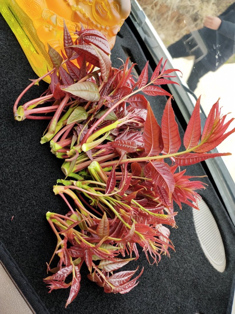 香椿芽刚上市产地直供，货源充足，实力代收，期待长期合作