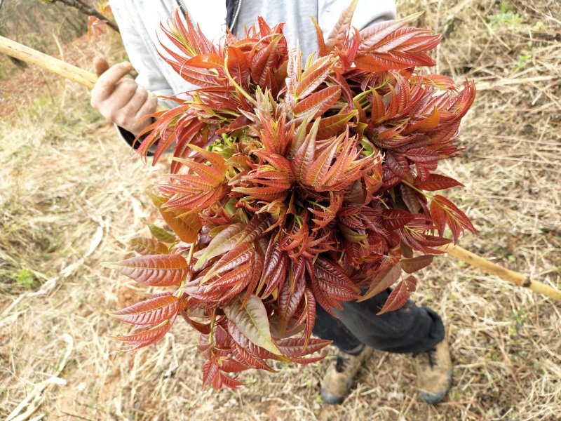 香椿芽刚上市产地直供，货源充足，实力代收，期待长期合作
