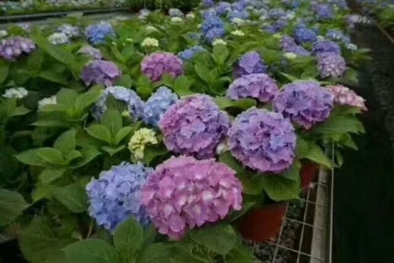 【精品】云南无尽夏绣球苗，八仙花苗，欢迎选购，量大从优