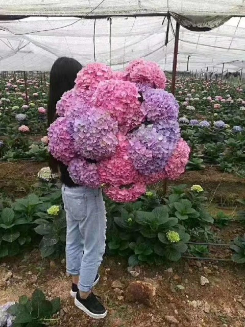 【精品】云南无尽夏绣球苗，八仙花苗，欢迎选购，量大从优