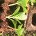 【精品】云南无尽夏绣球苗，八仙花苗，欢迎选购，量大从优