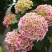 【精品】云南无尽夏绣球苗，八仙花苗，欢迎选购，量大从优