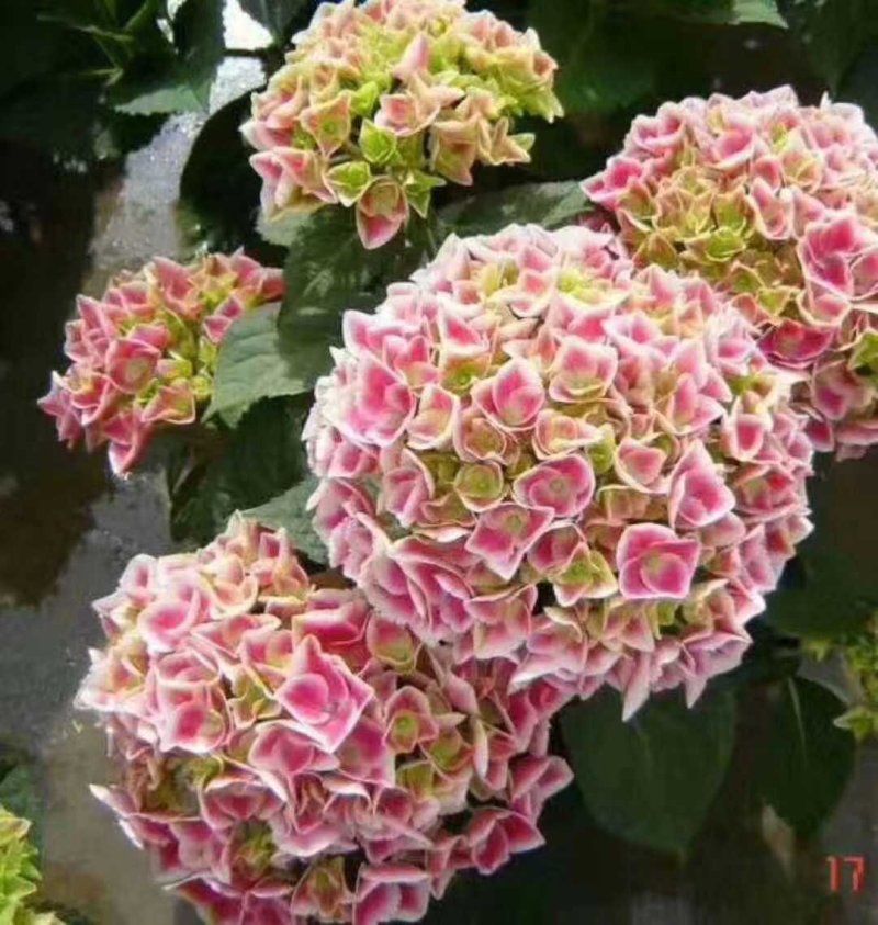 【精品】云南无尽夏绣球苗，八仙花苗，欢迎选购，量大从优