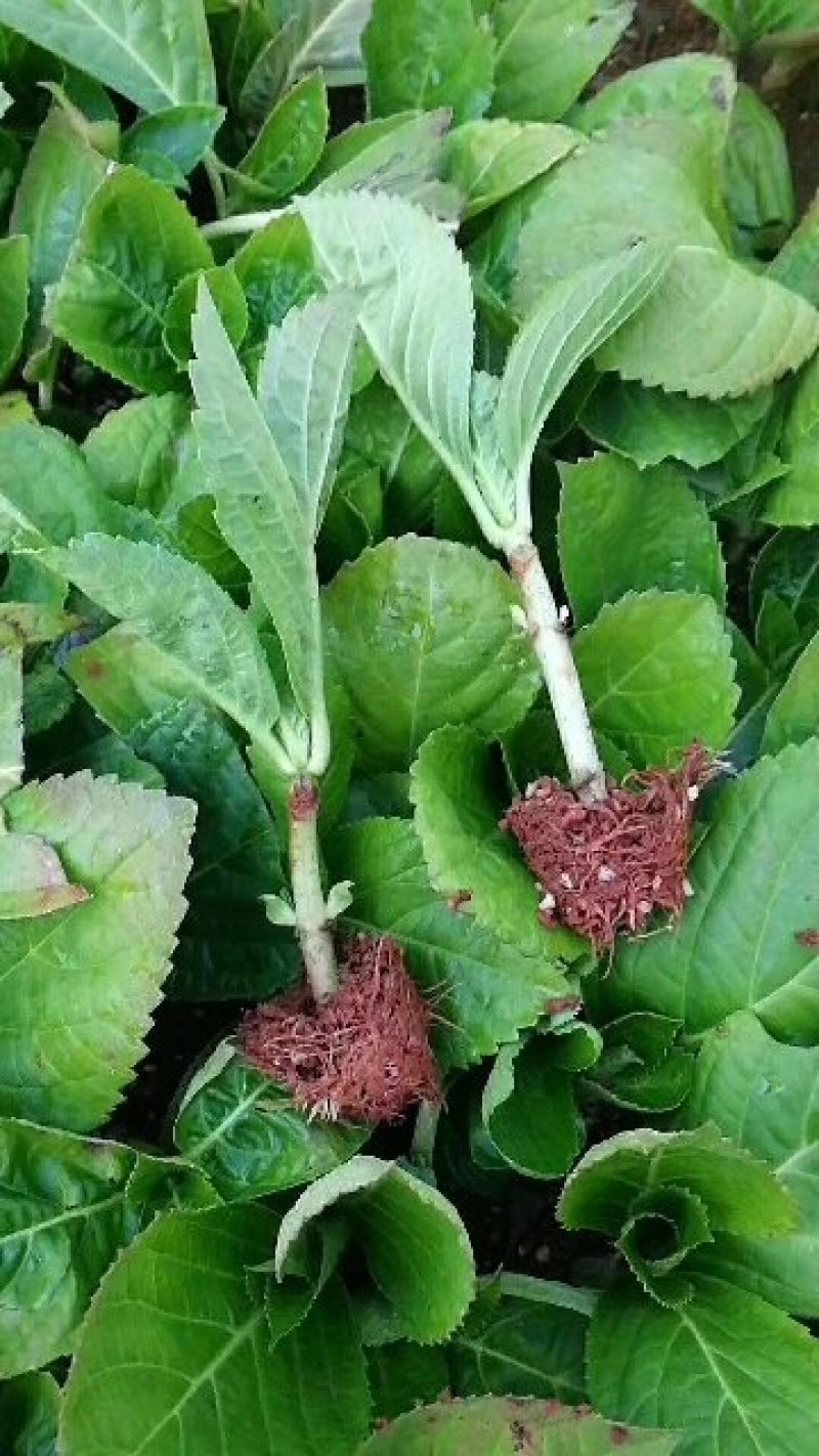 【精品】云南无尽夏绣球苗，八仙花苗，欢迎选购，量大从优