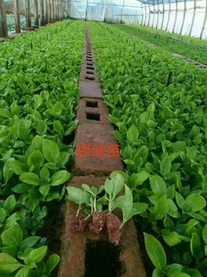 【精品】云南无尽夏绣球苗，八仙花苗，欢迎选购，量大从优