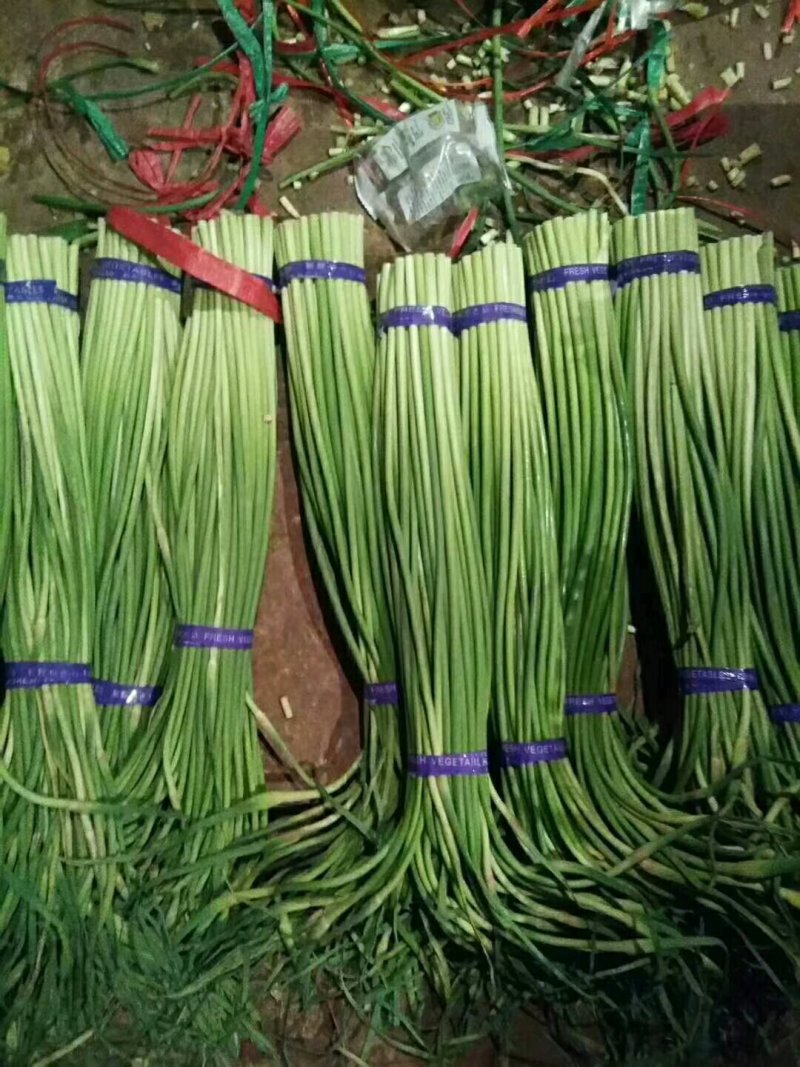 【精品】金乡蒜苔自营冷库出租一手货源直接拿货代存实力配资