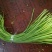 【精品】金乡蒜苔自营冷库出租一手货源直接拿货代存实力配资