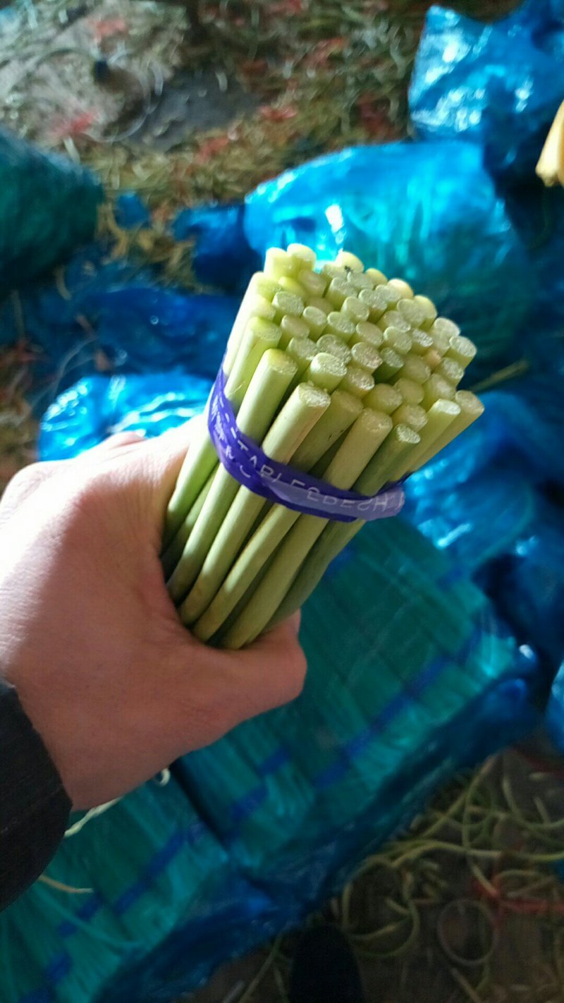 【精品】金乡蒜苔自营冷库出租一手货源直接拿货代存实力配资