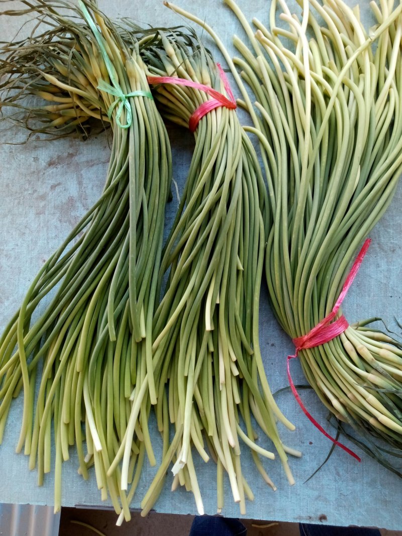 【精品】金乡蒜苔自营冷库出租一手货源直接拿货代存实力配资