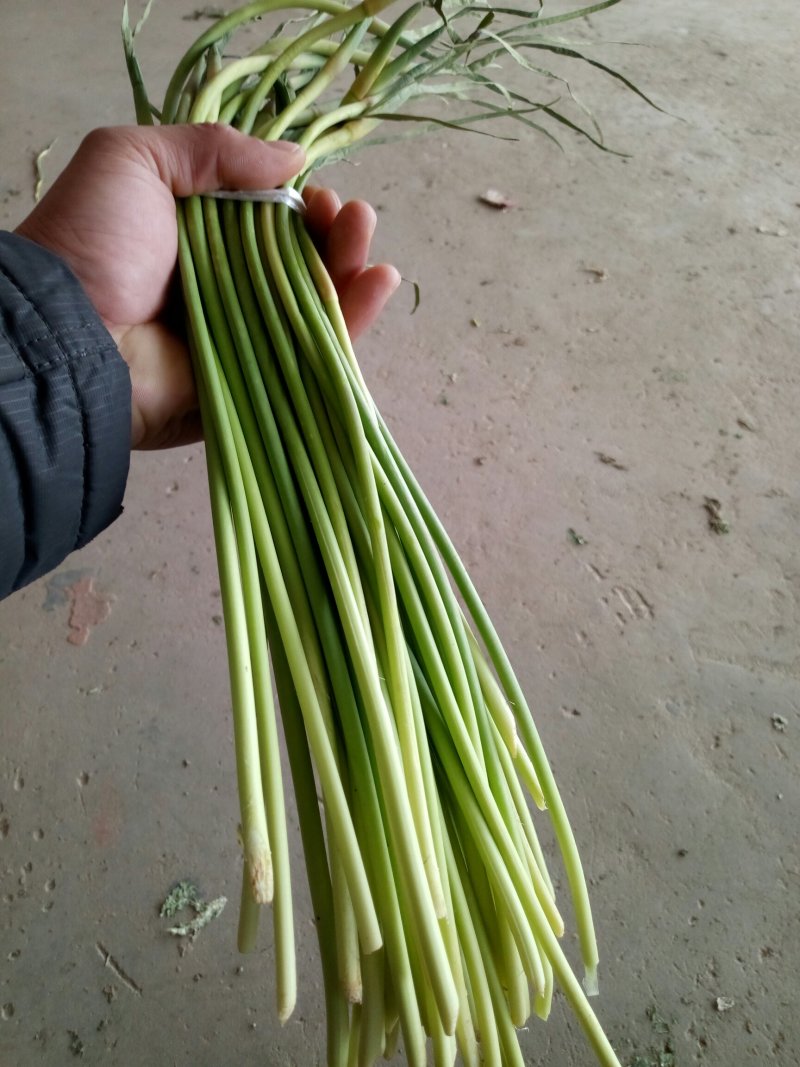【精品】金乡蒜苔自营冷库出租一手货源直接拿货代存实力配资