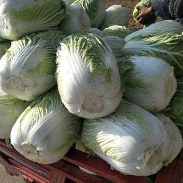 甘谷大白菜，每天大量供应，有需要者联系